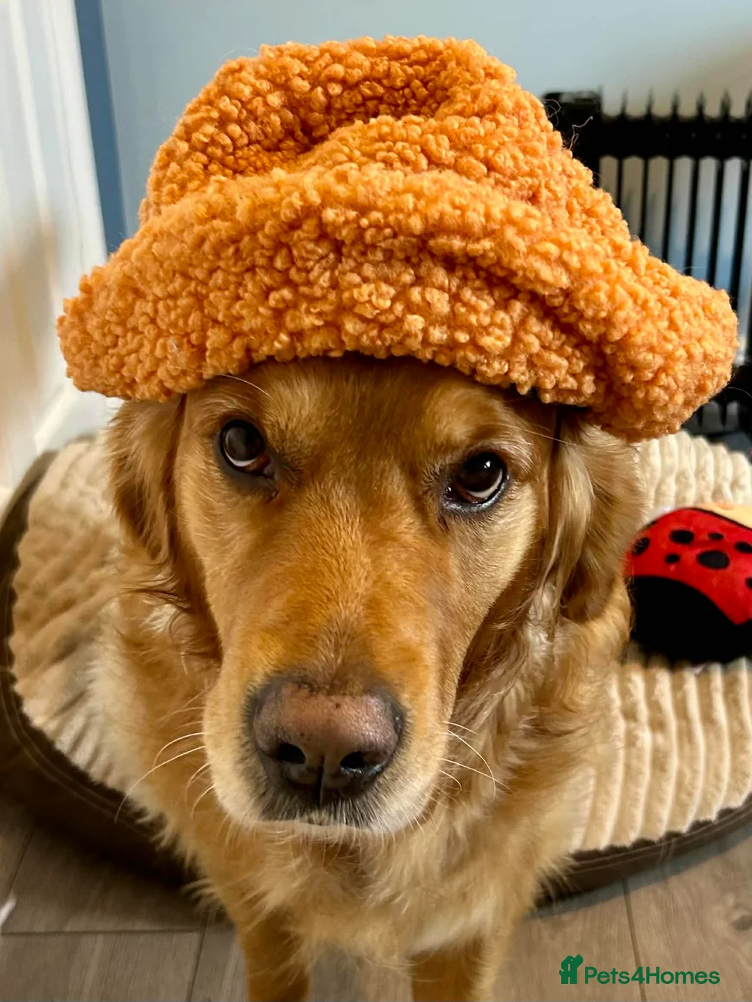 Golden Retriever dogs for stud: Boy for stud - Advert 2