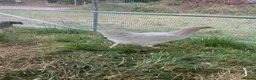 Chickens poultry for sale: Point of lay hybrid hens  - Advert 9