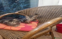 British Longhair cats for sale: Lovely kittens from super-sociable home! - Image 11