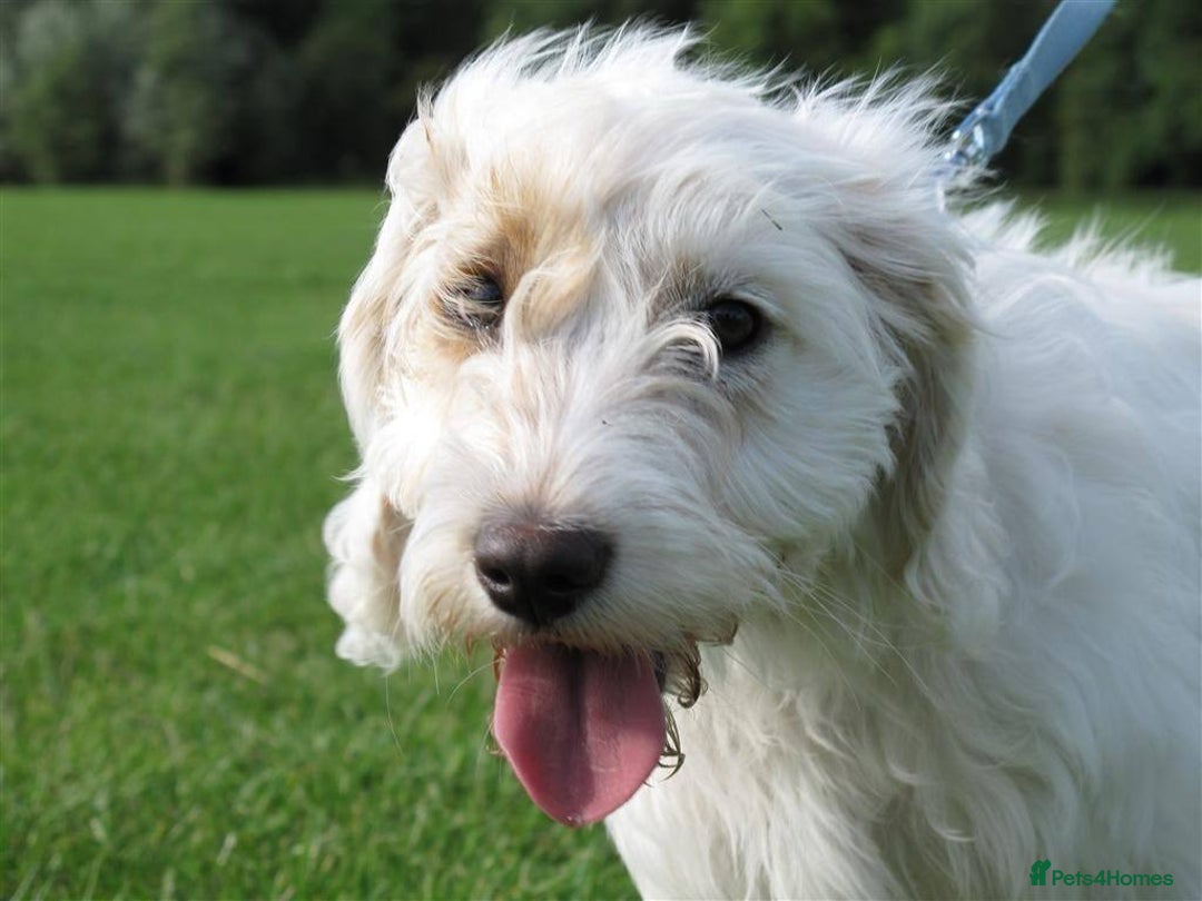 Cockapoo dogs for sale: Beloved Cockapoo Bubble for sale - Advert 3