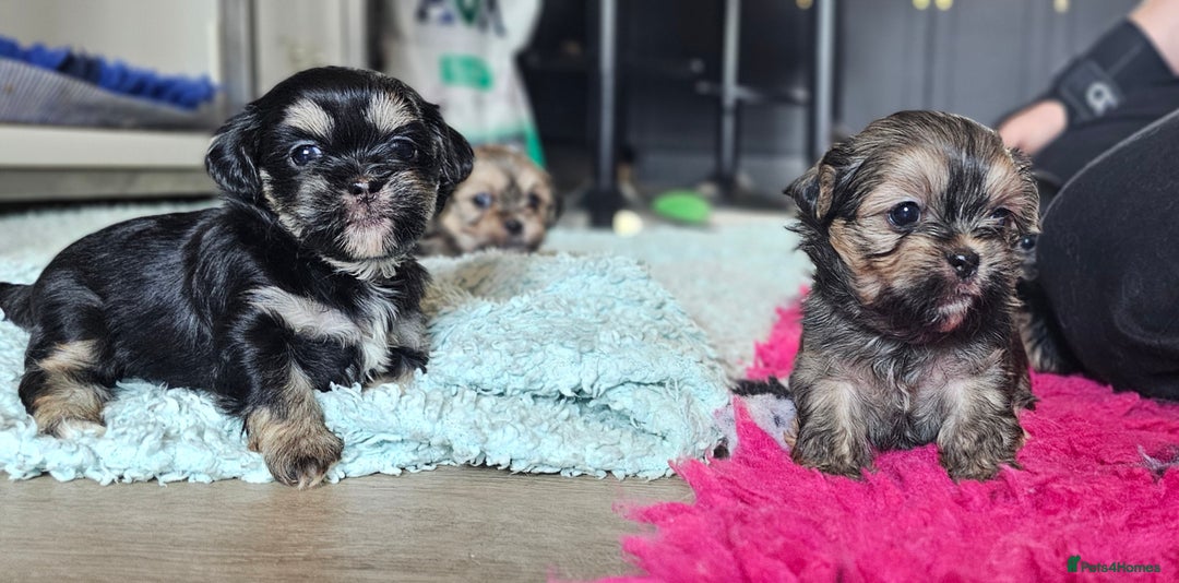 Shih Tzu dogs for sale: Beautiful Shih Tzu Puppies  - Image 15