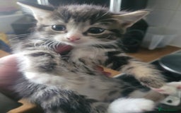 British Longhair cats for sale: Kittens  - Image 8