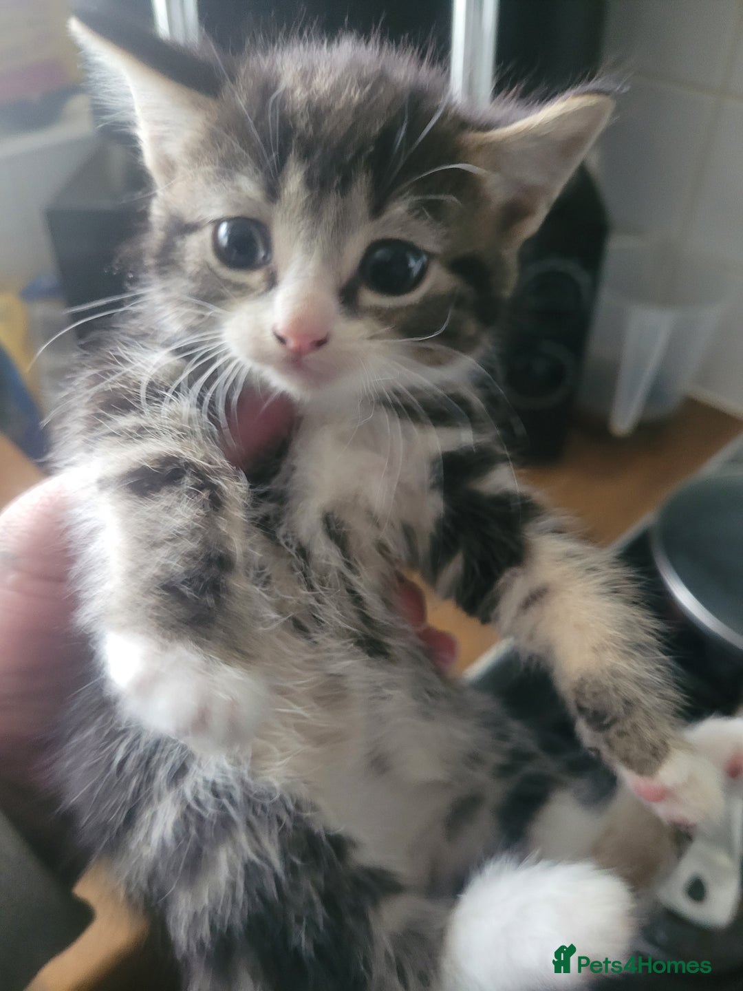 British Longhair cats for sale: Kittens  - Image 8