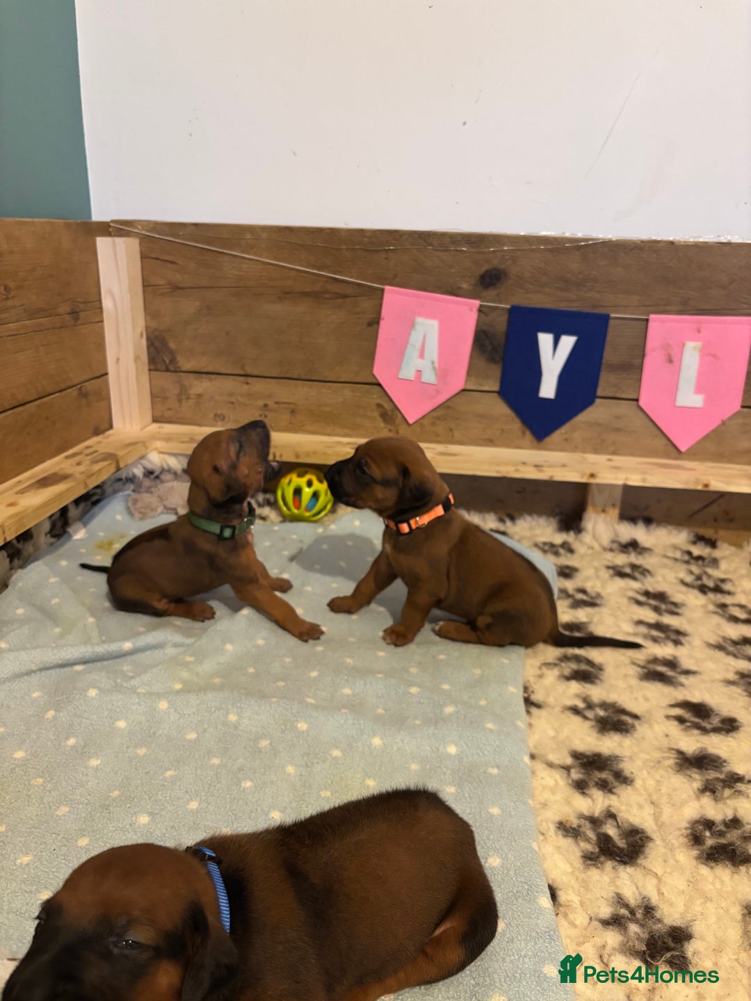 Rhodesian Ridgeback dogs for sale: Nyasharose ridgebacks  - Advert 20