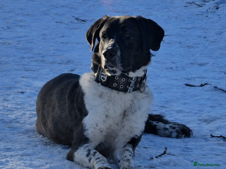 Turkish Kangal dogs Young male Kangal seeking loving new home - Advert 1