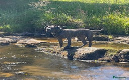 Cane Corso dogs for sale: Cane Corso for Re Homing  - Image 5