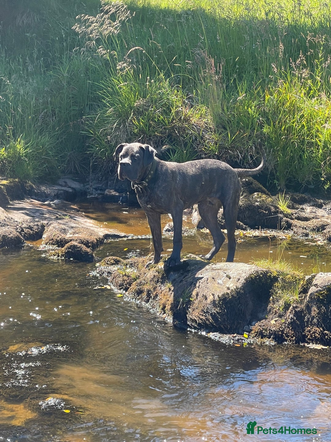 Cane Corso dogs for sale: Cane Corso for Re Homing  - Image 5
