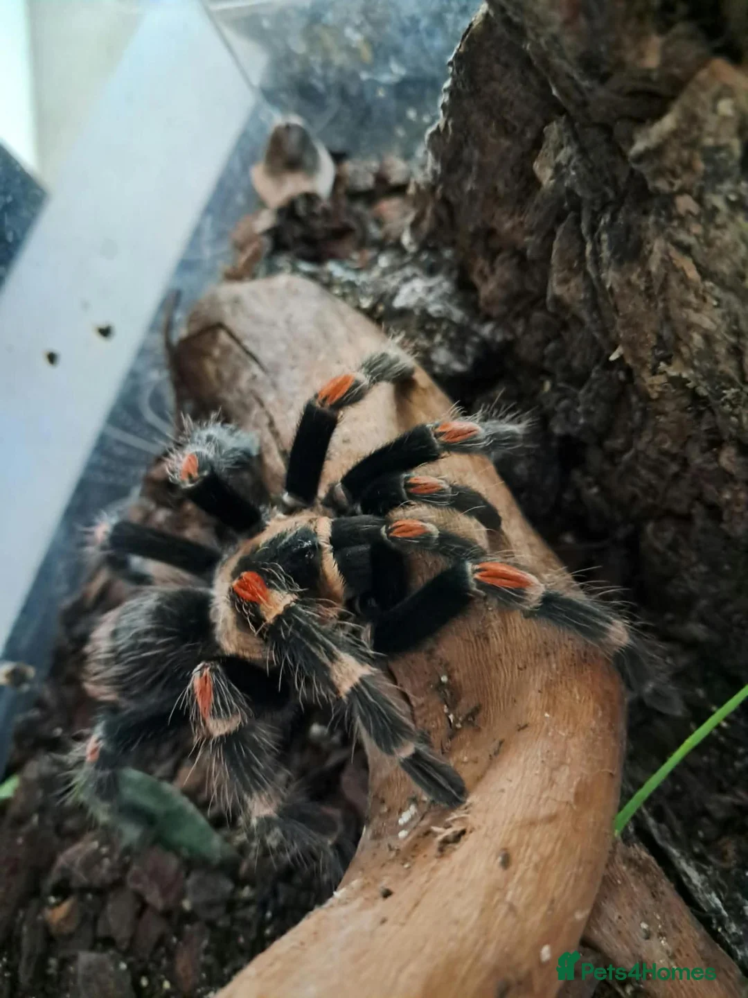 Tarantulas invertebrates for sale: 9 Tarantualas for sale in Beverley - Advert 1