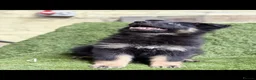 German Shepherd dogs for sale: German Shepard puppies  - Advert 15