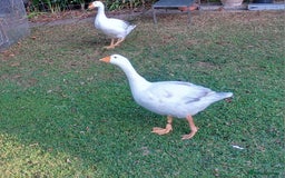 Geese poultry for sale: Pilgrim goslings - Image 2