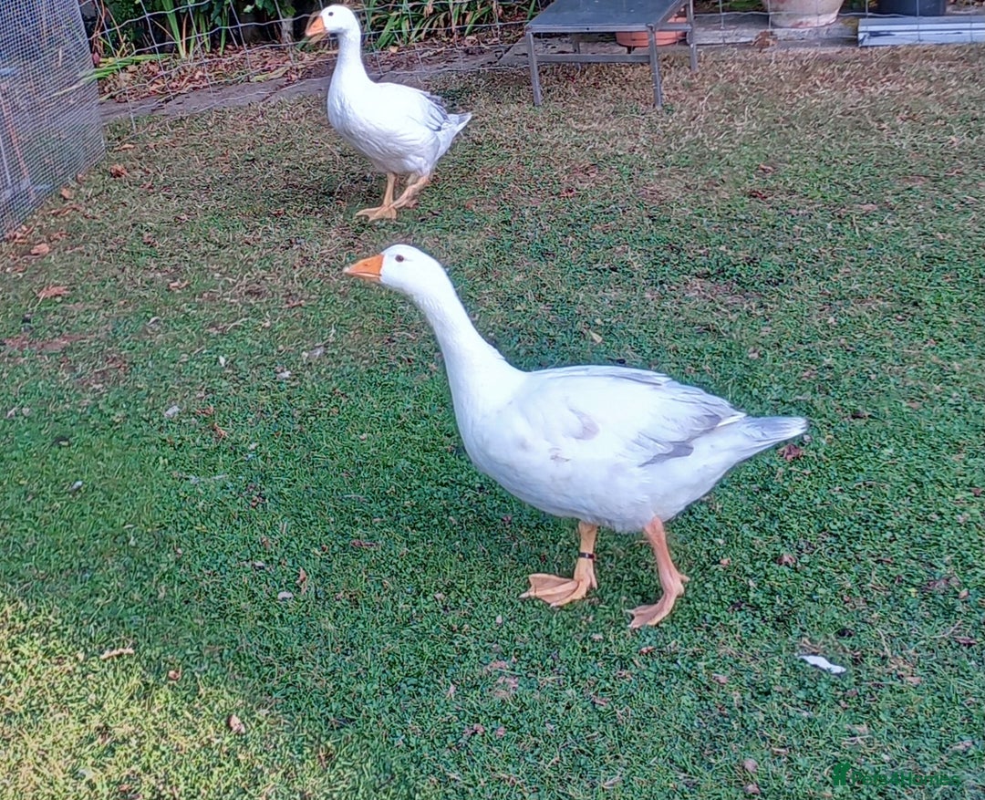 Geese poultry for sale: Pilgrim goslings - Image 2