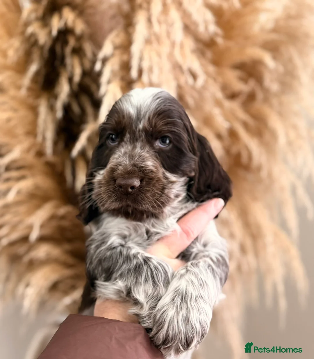 Cocker Spaniel dogs for sale: Show type cocker spaniels  - Advert 15