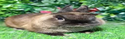 Netherland Dwarf rabbits for sale: Pure breed Netherlands dwarf buck - Advert 2