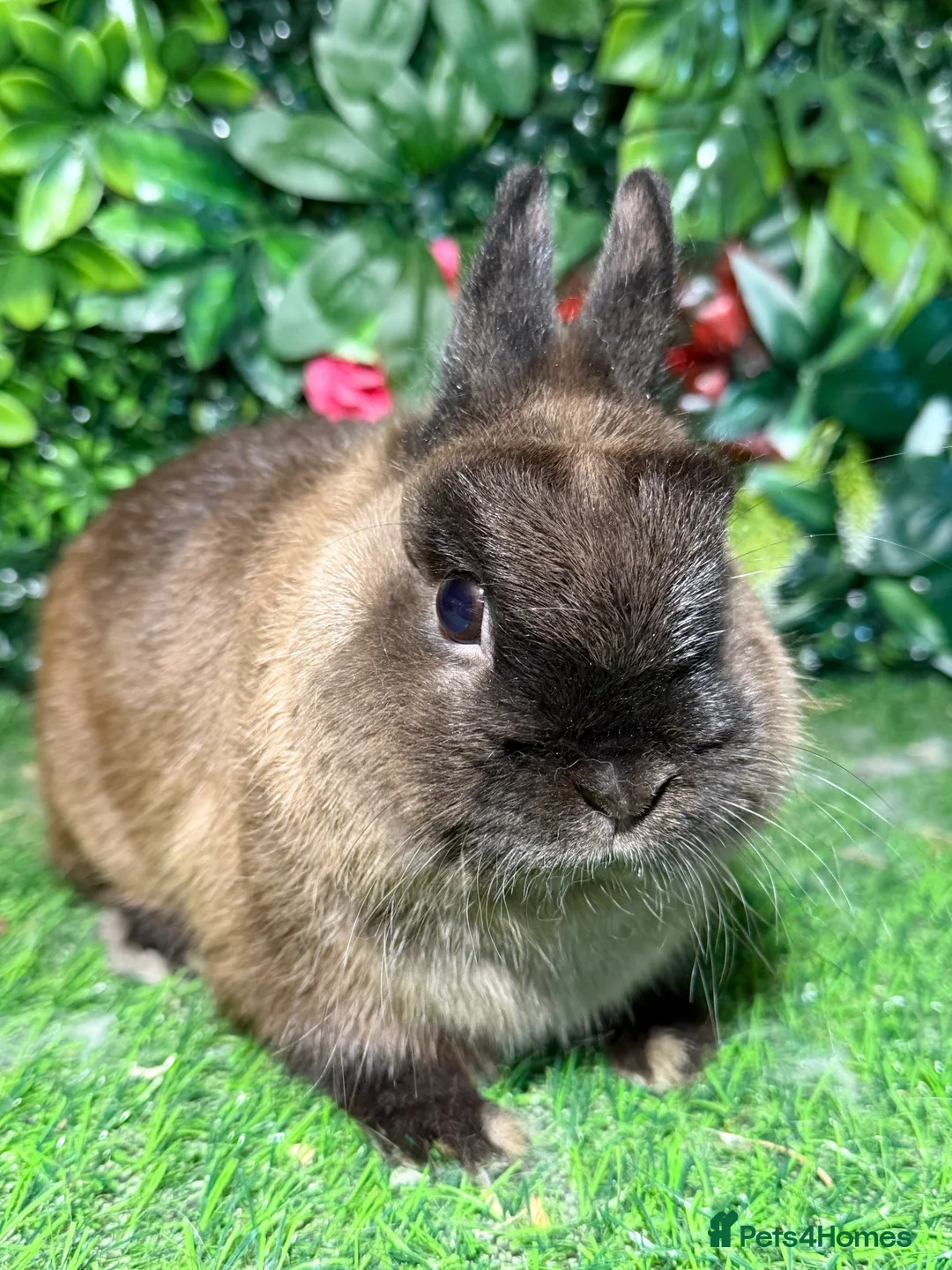Netherland Dwarf rabbits for sale: Pure breed Netherlands dwarf buck - Advert 2