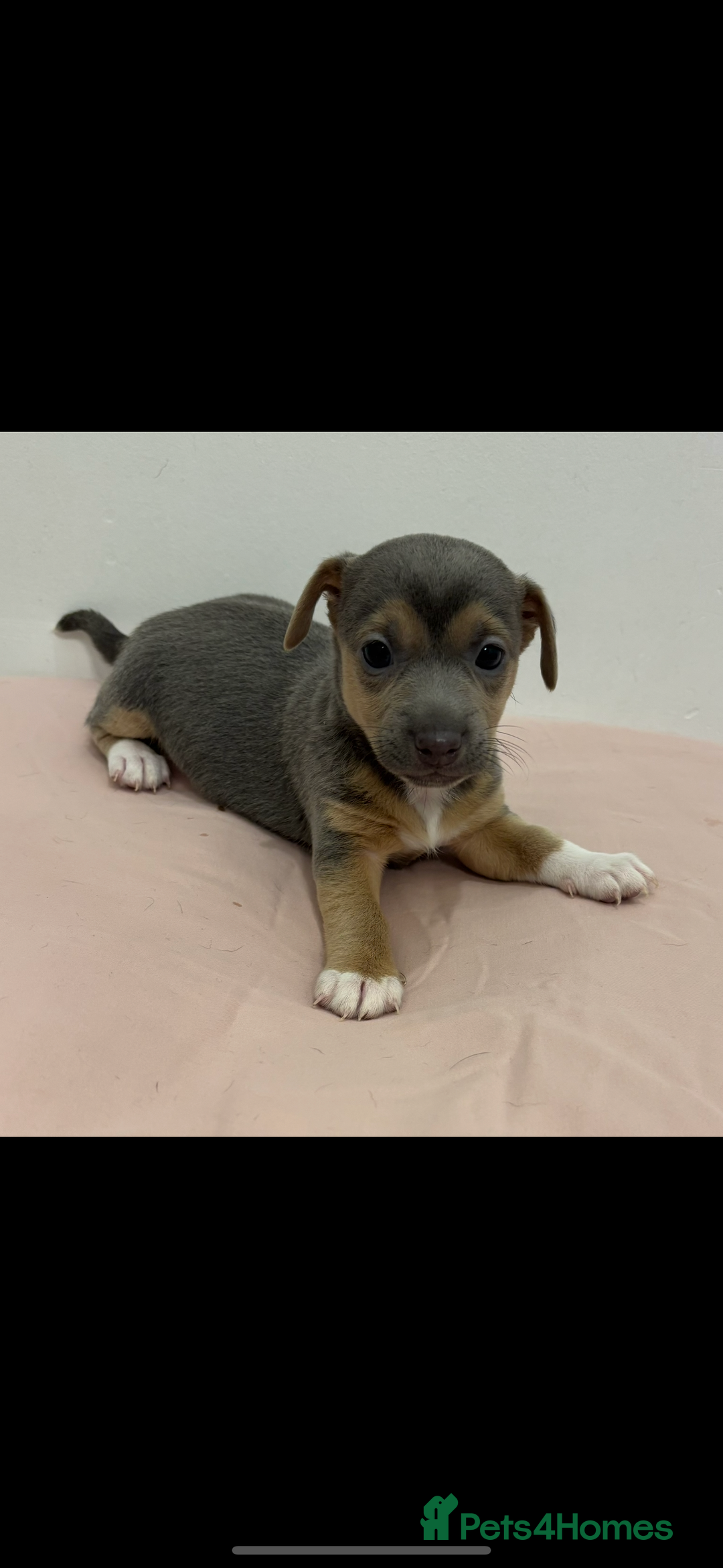Jack Russell dogs for sale: Miniature Jack Russell Puppies - Image 6