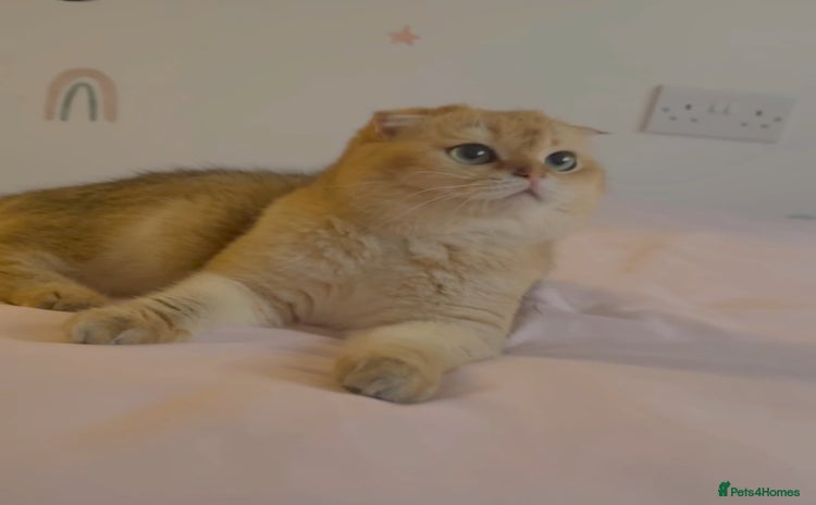 Scottish Fold cats - Advert 3