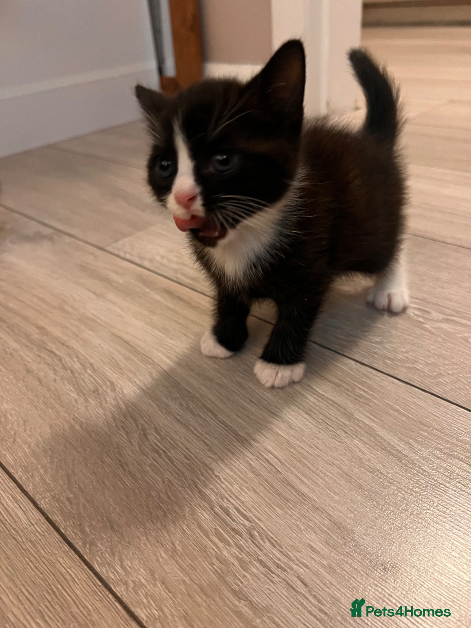 Scottish Fold cats for sale: Scottish and brittish kittens in Wigston - Advert 4