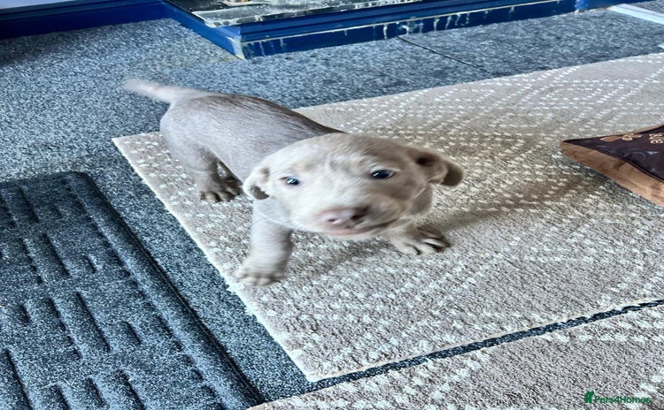 Labrador Retriever dogs - Advert 6