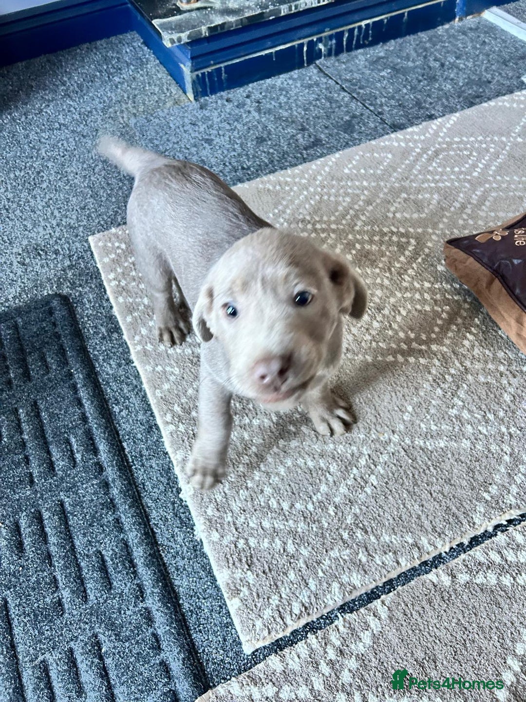 Labrador Retriever dogs for sale: Silver Labrador  - Advert 3