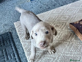 Labrador Retriever dogs - Advert 6