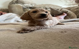 Cockapoo dogs for sale: Cockapoo Puppies looking for their forever home! - Image 1