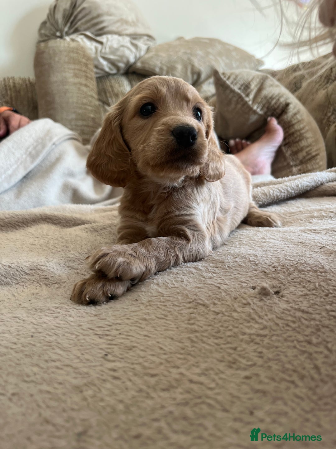 Cockapoo dogs for sale: Cockapoo Puppies looking for their forever home! - Image 1