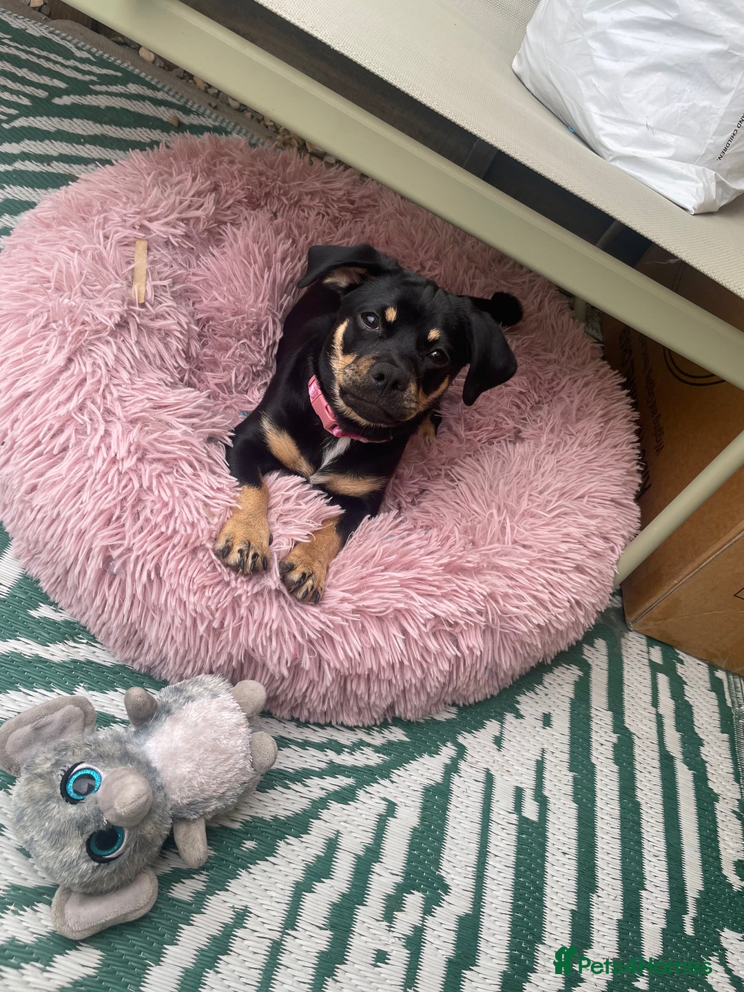 Mixed Breed dogs for sale: Dachshund cross pug. 5 months old. Female  - Image 5