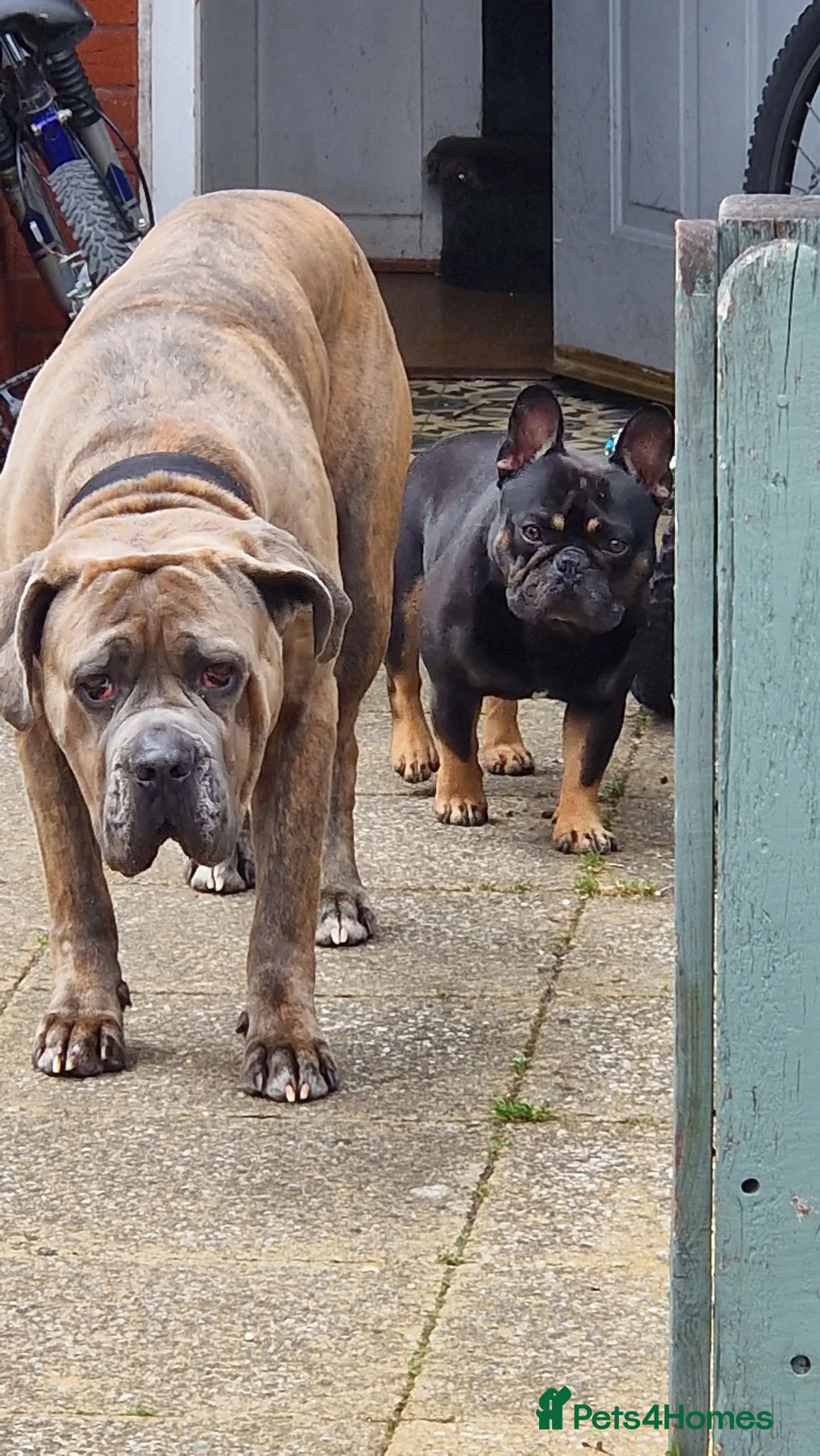 Cane Corso dogs for stud: Male corso loki in Newton Abbot - Advert 5