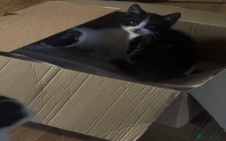 Mixed Breed cats for sale: 3 kittens looking for forever homes  - Image 14