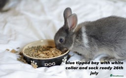 Netherland Dwarf rabbits for sale: pure bred netherland dwarf new litter - Image 12
