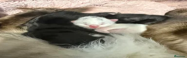 Ragcoon male WHITE