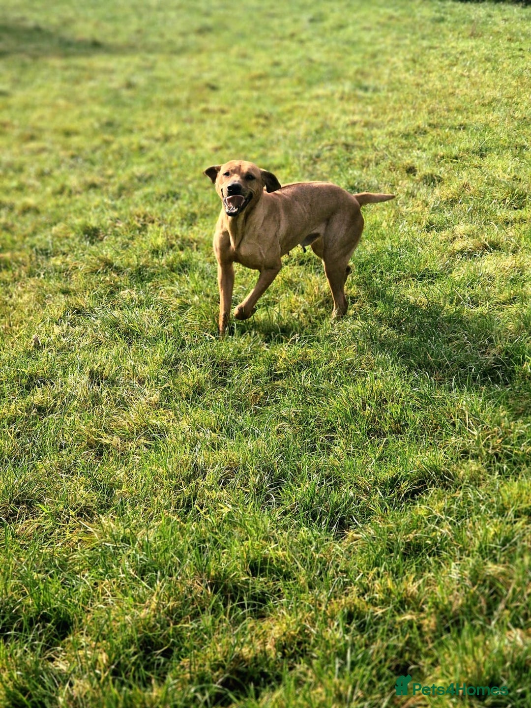 Rhodesian Ridgeback dogs for sale: Two stunning kc registered boys ready to leave  - Image 9
