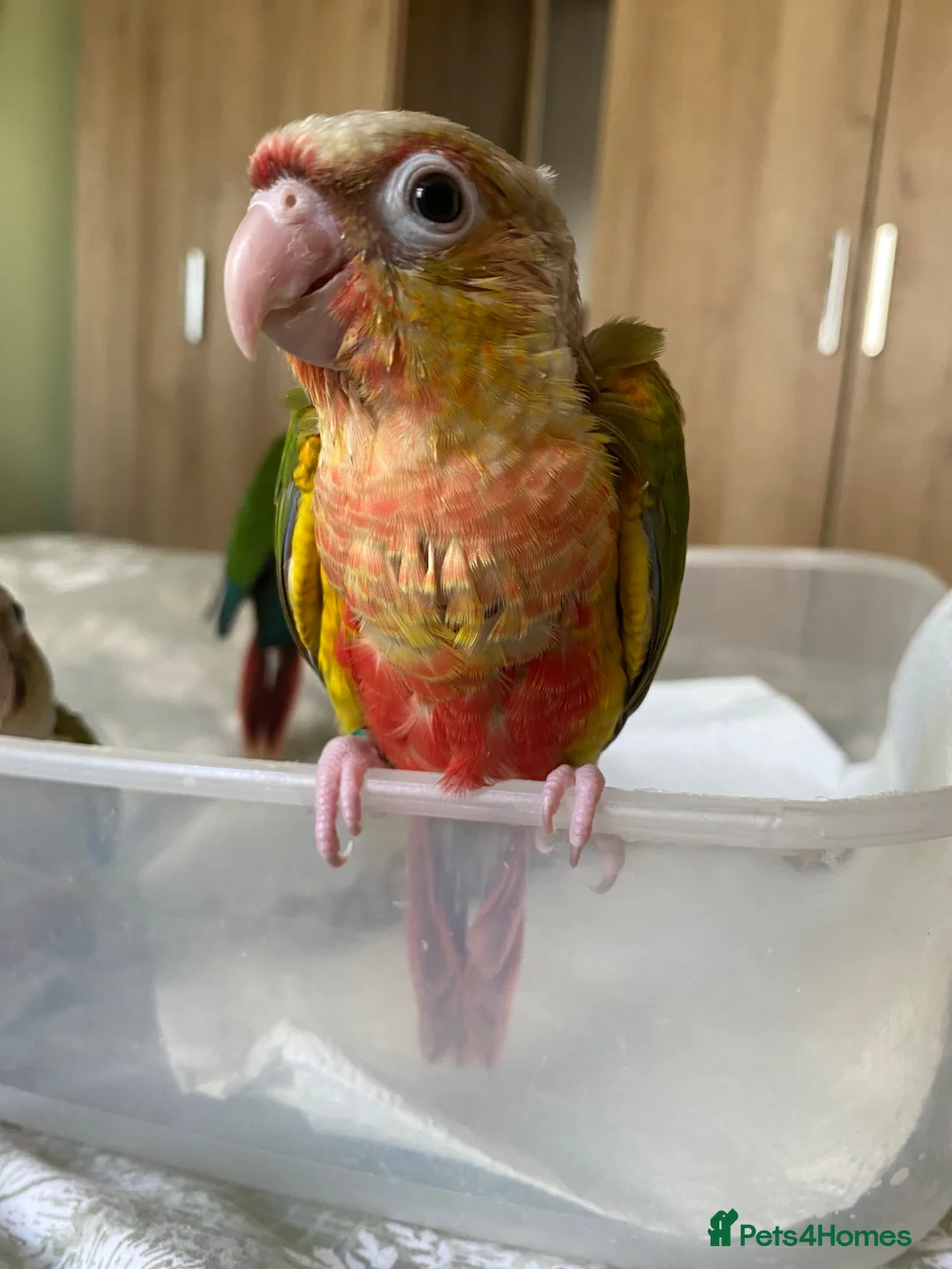 Conures birds for sale: Hand tame Green Cheek Conures in Newport - Advert 2