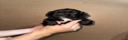 Sprocker dogs for sale: Sprockers puppies for sale  in Penrith - Advert 20
