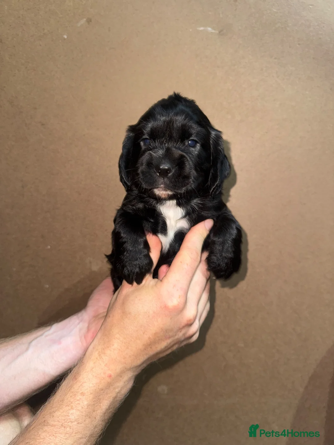 Sprocker dogs for sale: Sprockers puppies for sale  in Penrith - Advert 20