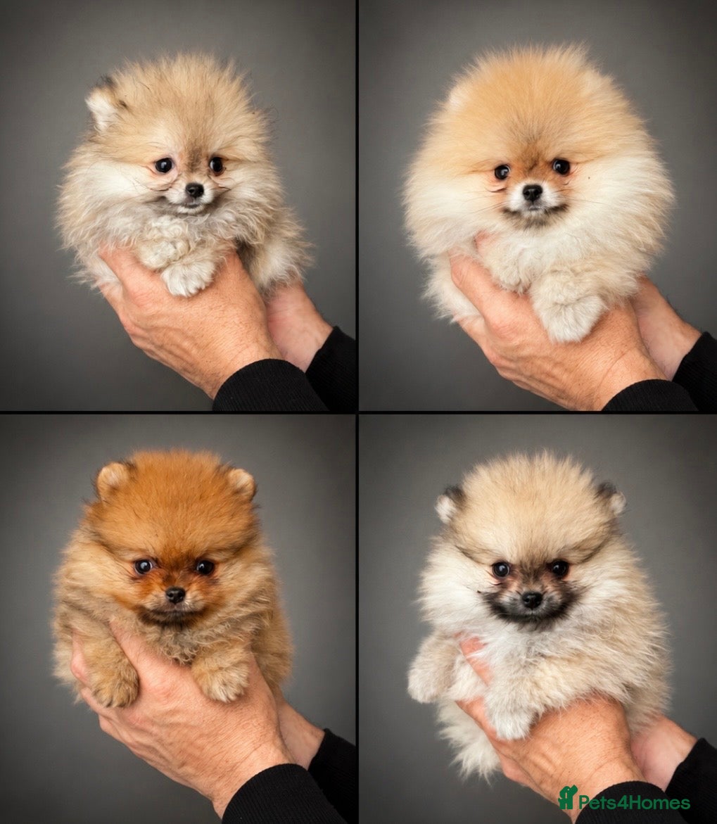 Pomeranian dogs 🐾Outstanding 🐻KC Registered  - Advert 1