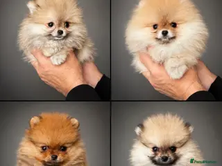 Pomeranian dogs for sale: 🐾Outstanding 🐻KC Registered - Advert 1