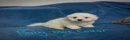 Bichon Frise dogs for sale: 6 Beautiful bichon frise puppies 🐶  in Doncaster - Advert 13