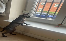 Sphynx cats for sale: Sphynx kitten Male - Image 2