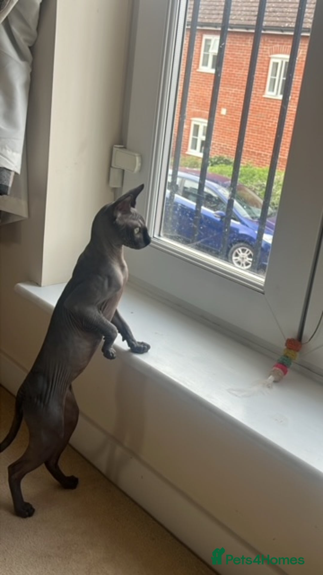 Sphynx cats for sale: Sphynx kitten Male - Image 2