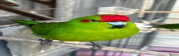 Parakeets birds for sale: Kakarikis - Advert 5