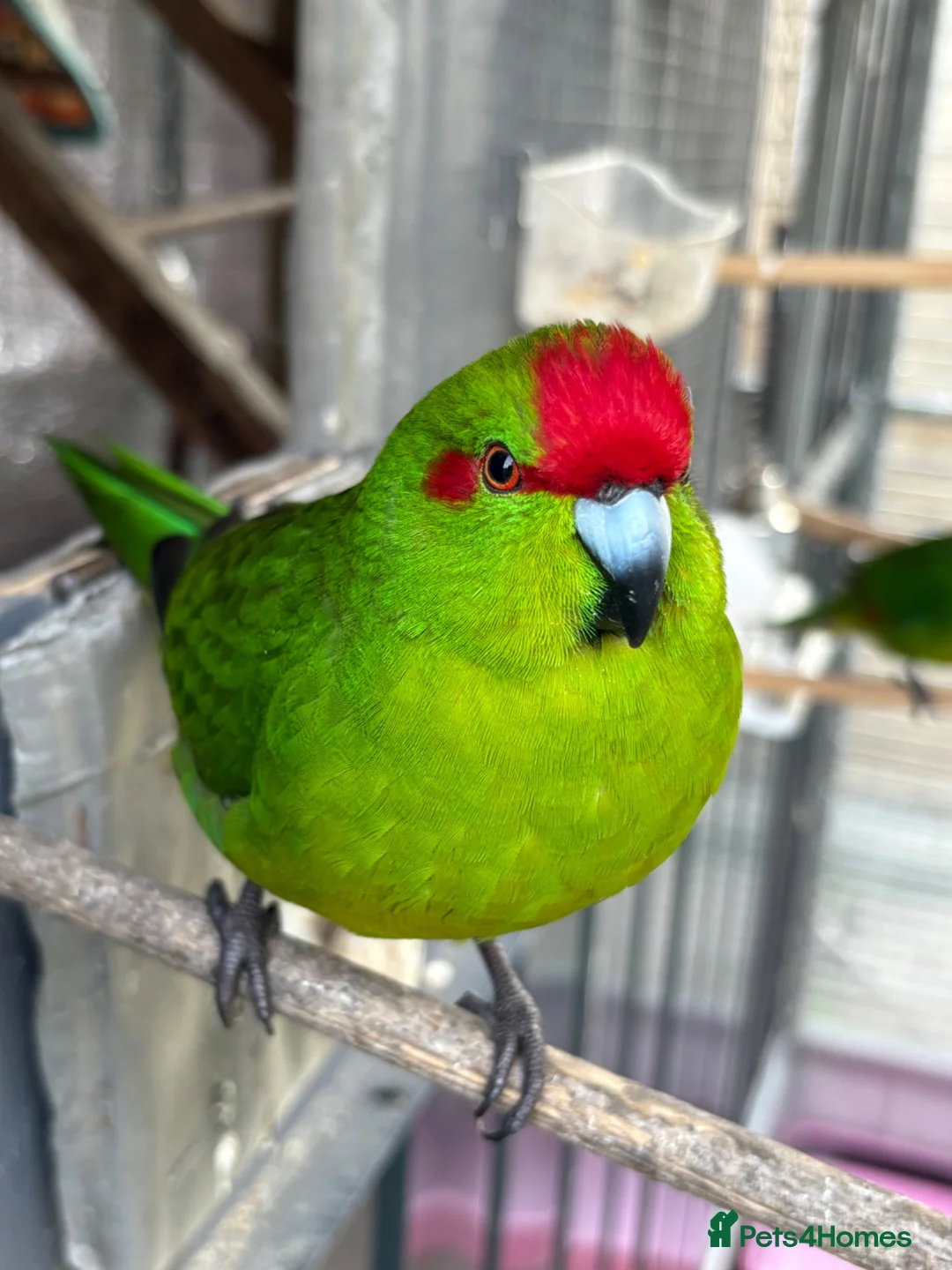 Parakeets birds for sale: Kakarikis - Advert 5