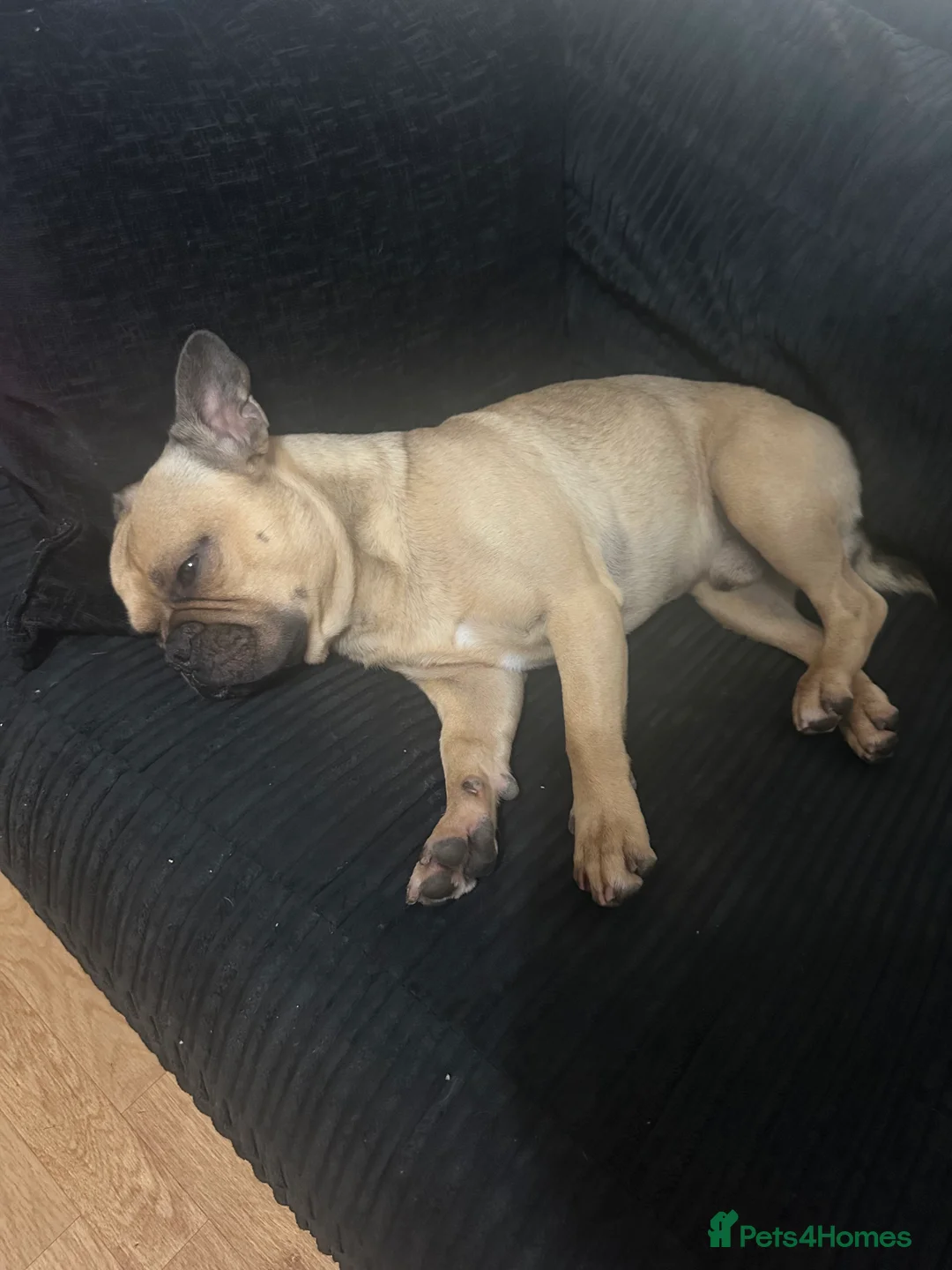 Frug dogs for stud: Rocco the Frug in Bridgwater - Advert 7