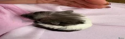 Guinea Pig rodents for sale: Really friendly bonded baby boys available  - Advert 17