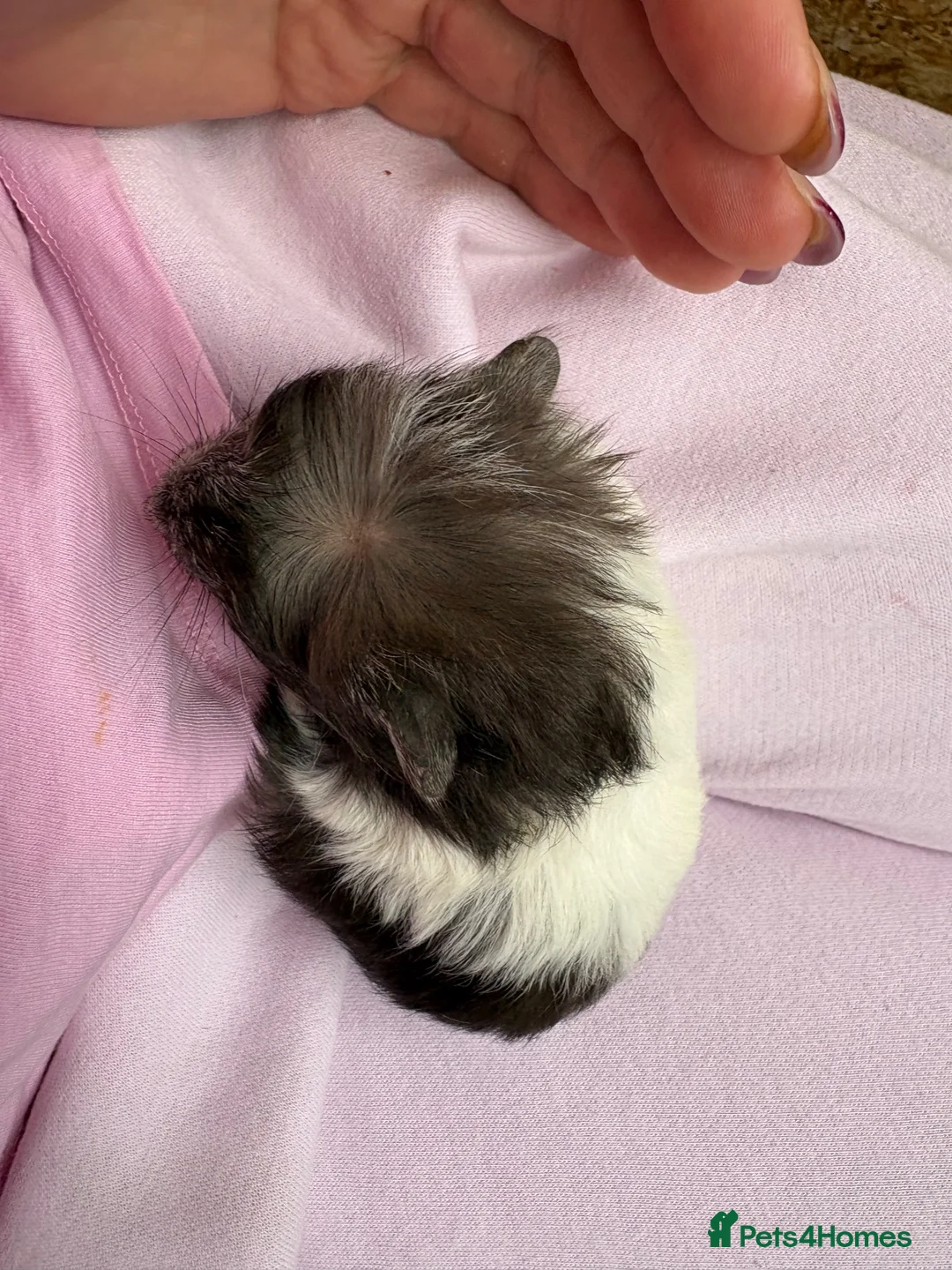 Guinea Pig rodents for sale: Really friendly bonded baby boys available  - Advert 17
