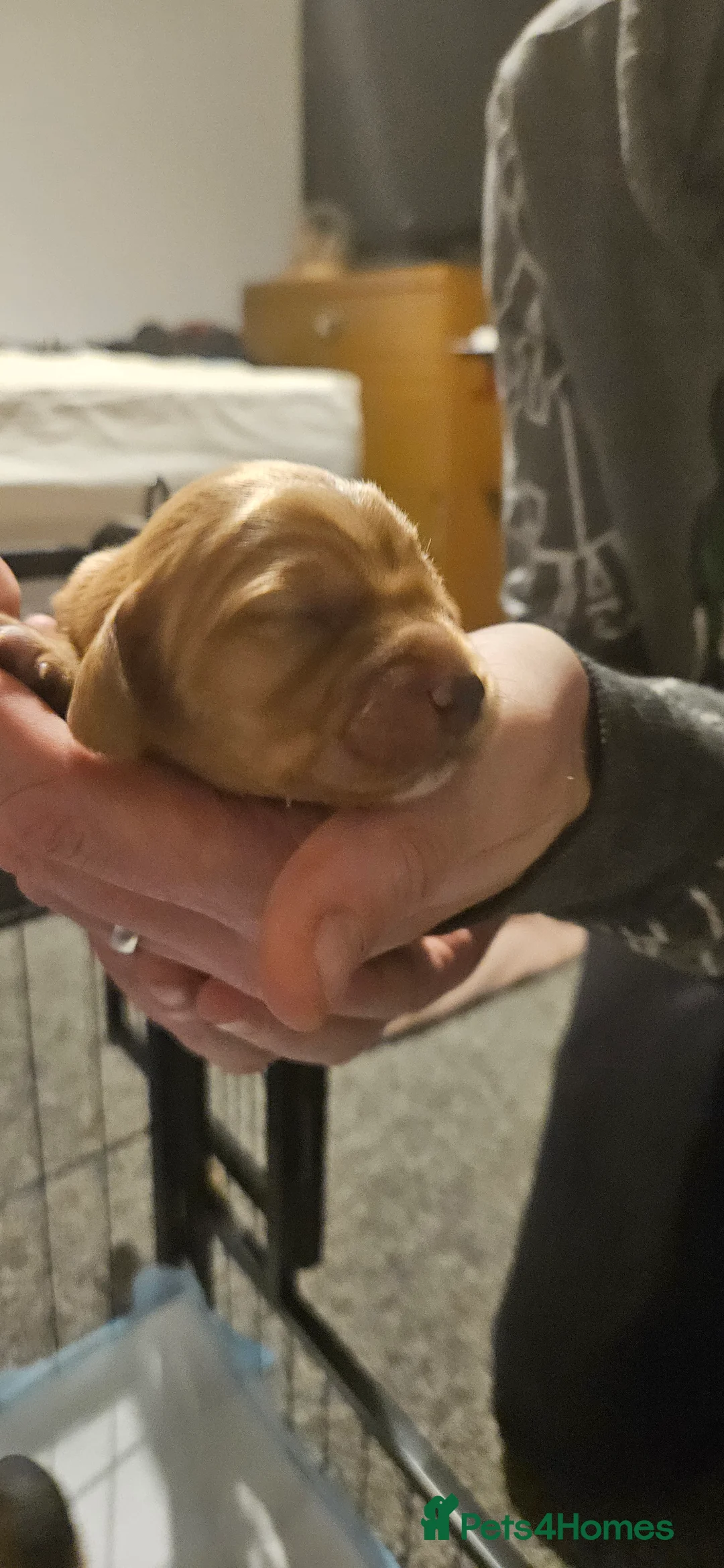 Mixed Breed dogs for sale: Daschund x Cocker Spaniel x Beagle - Advert 4