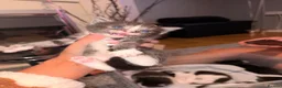 Perdoll cats for sale: 5 little baby’s  - Advert 8