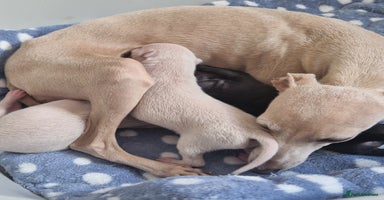 Italian Greyhound dogs - Advert 1