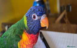 Lorikeets birds for sale: Rainbow Lorikeet  - Image 3