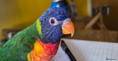 Lorikeets birds - Advert 8